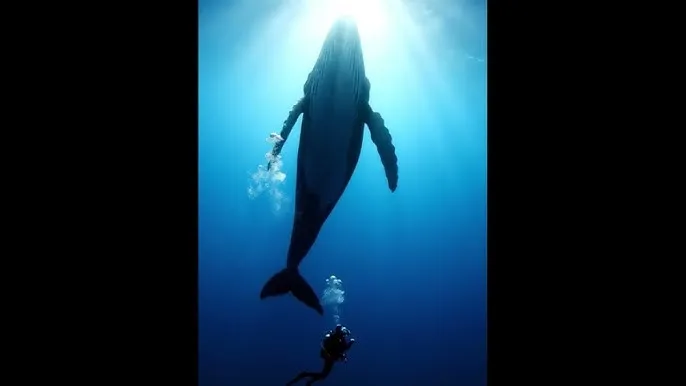 缘分天空全集免费观看 - 深蓝星球：探索海洋深处的未知世界